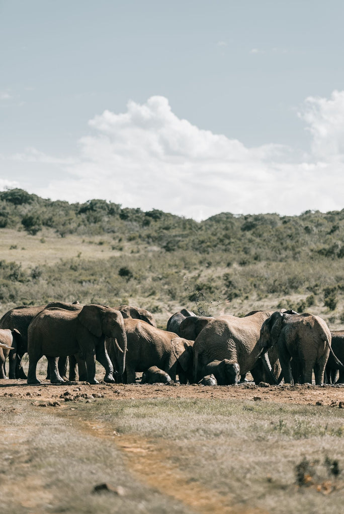 A herd of elephants in an open South African landscape